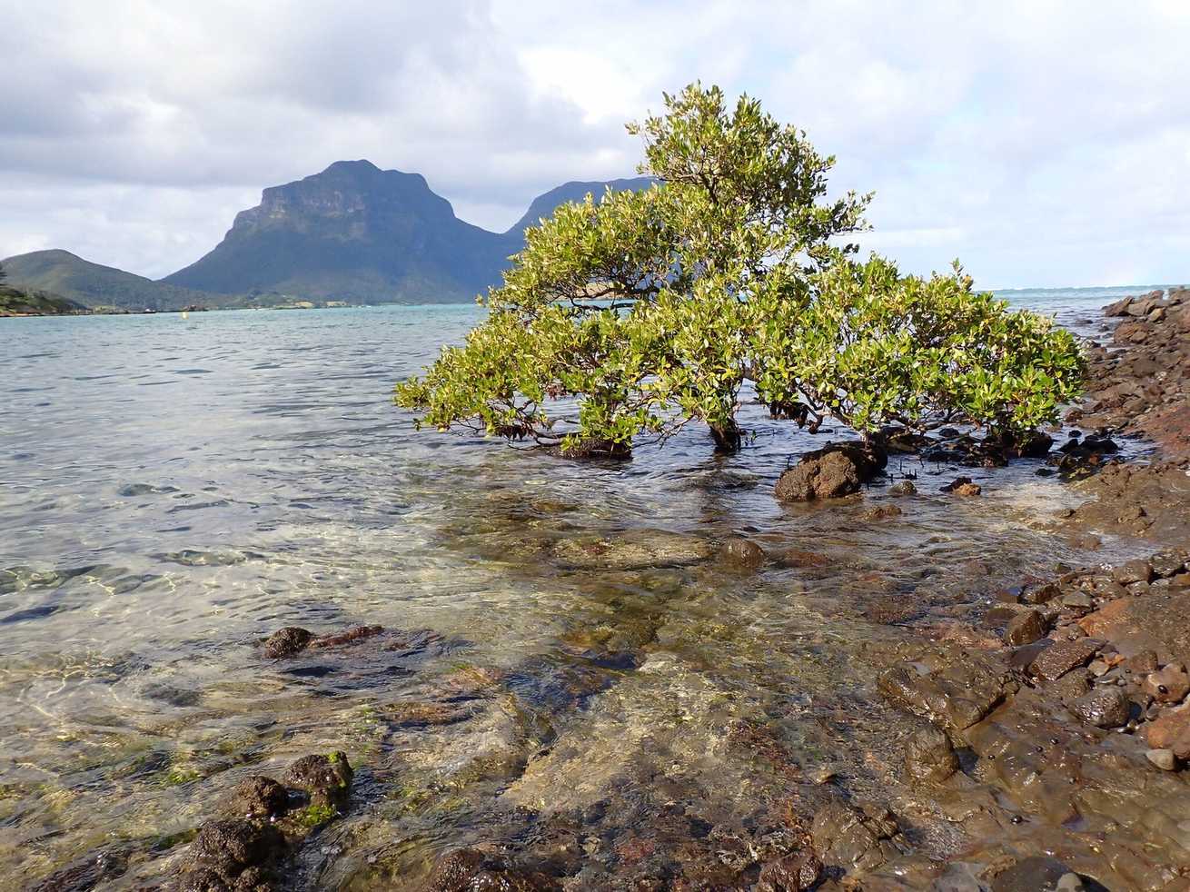 Avicennia marina