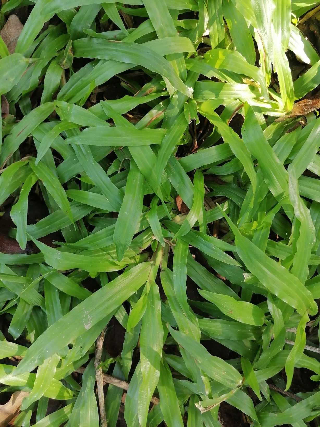 Axonopus compressus