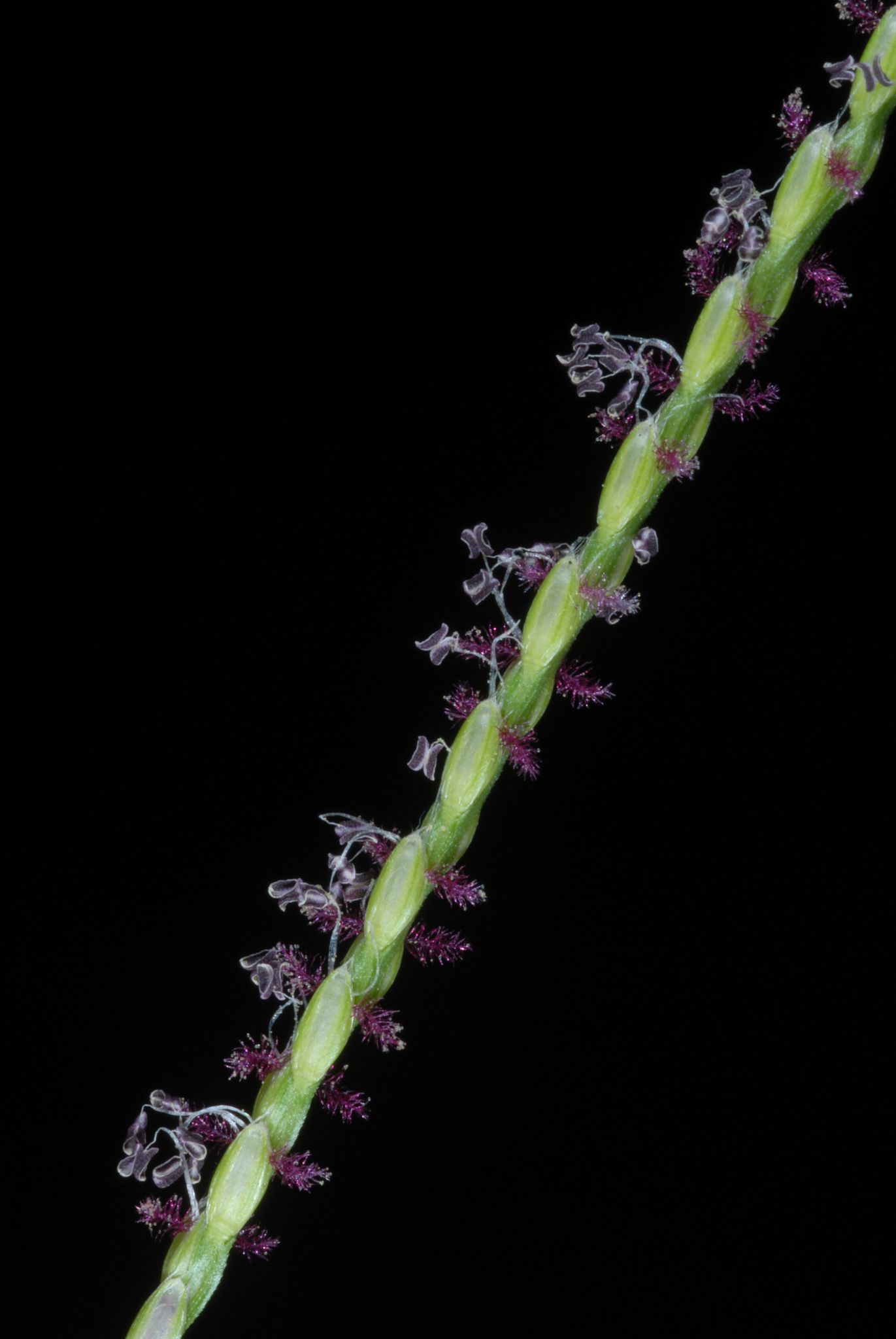 Axonopus fissifolius