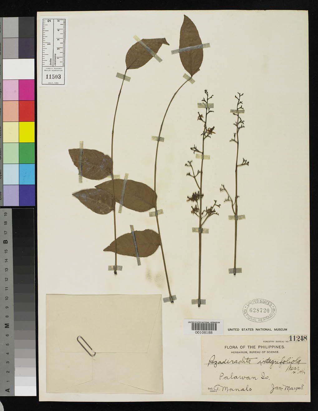 Azadirachta excelsa