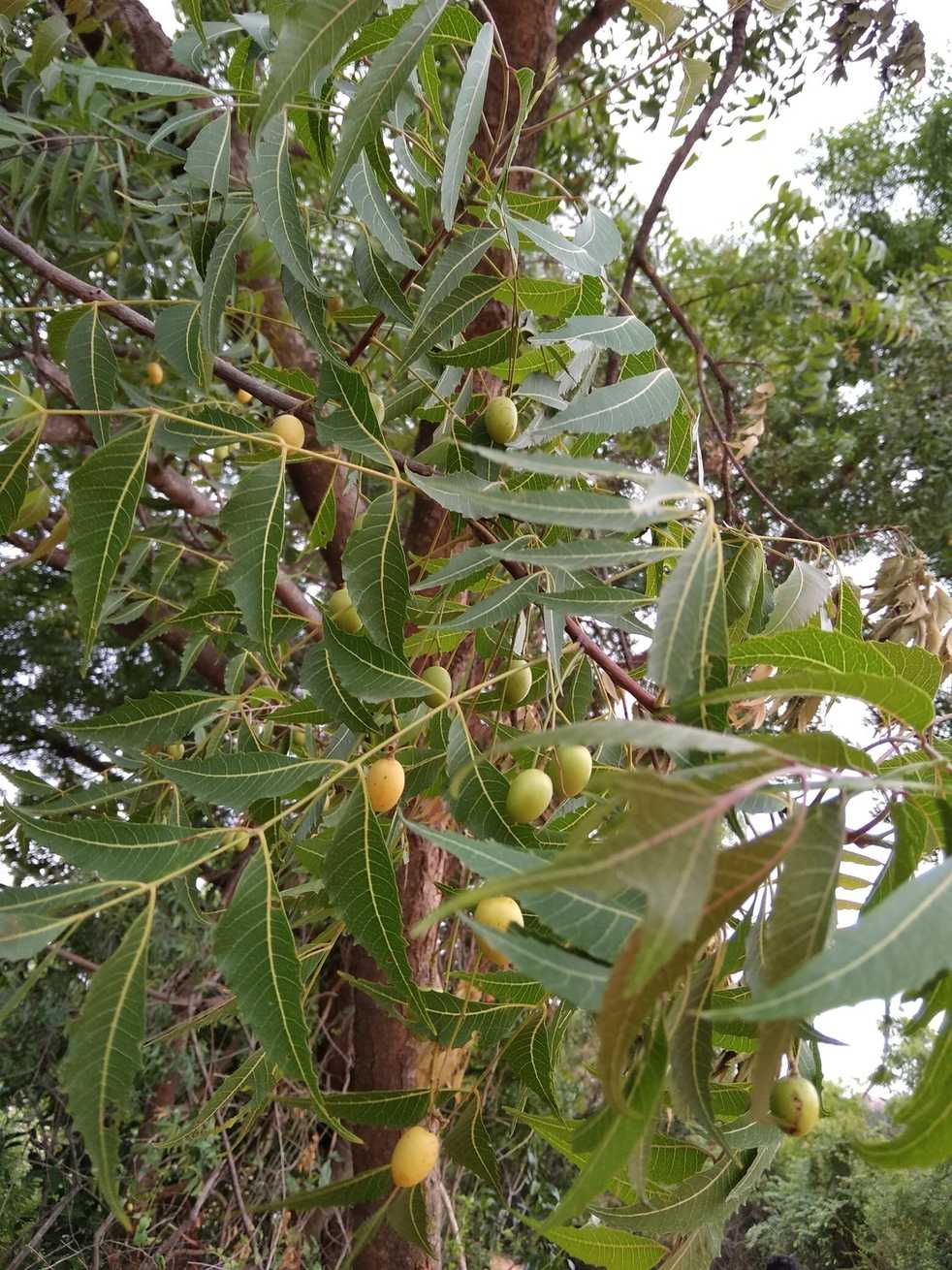 Azadirachta indica