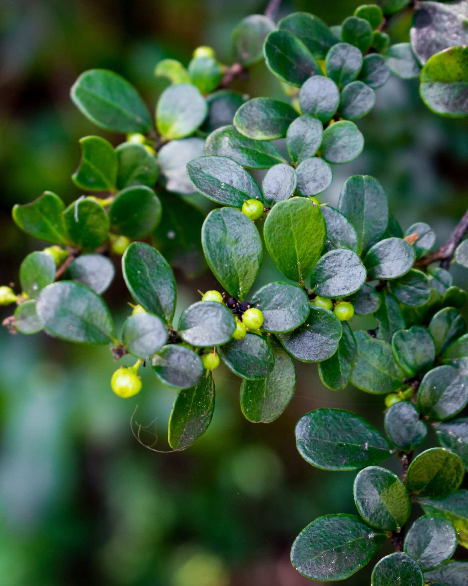 Azara microphylla