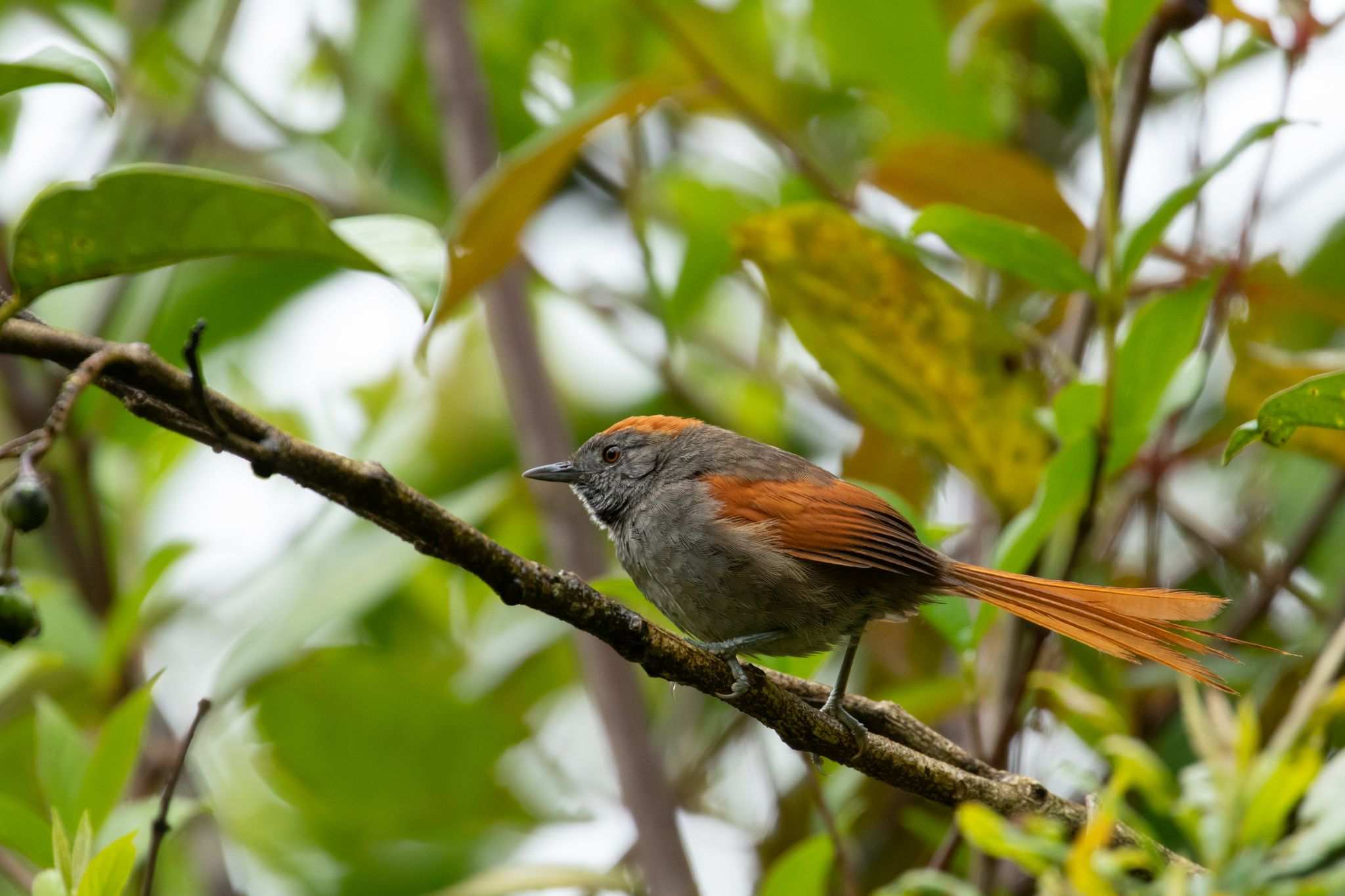 Azara sp.