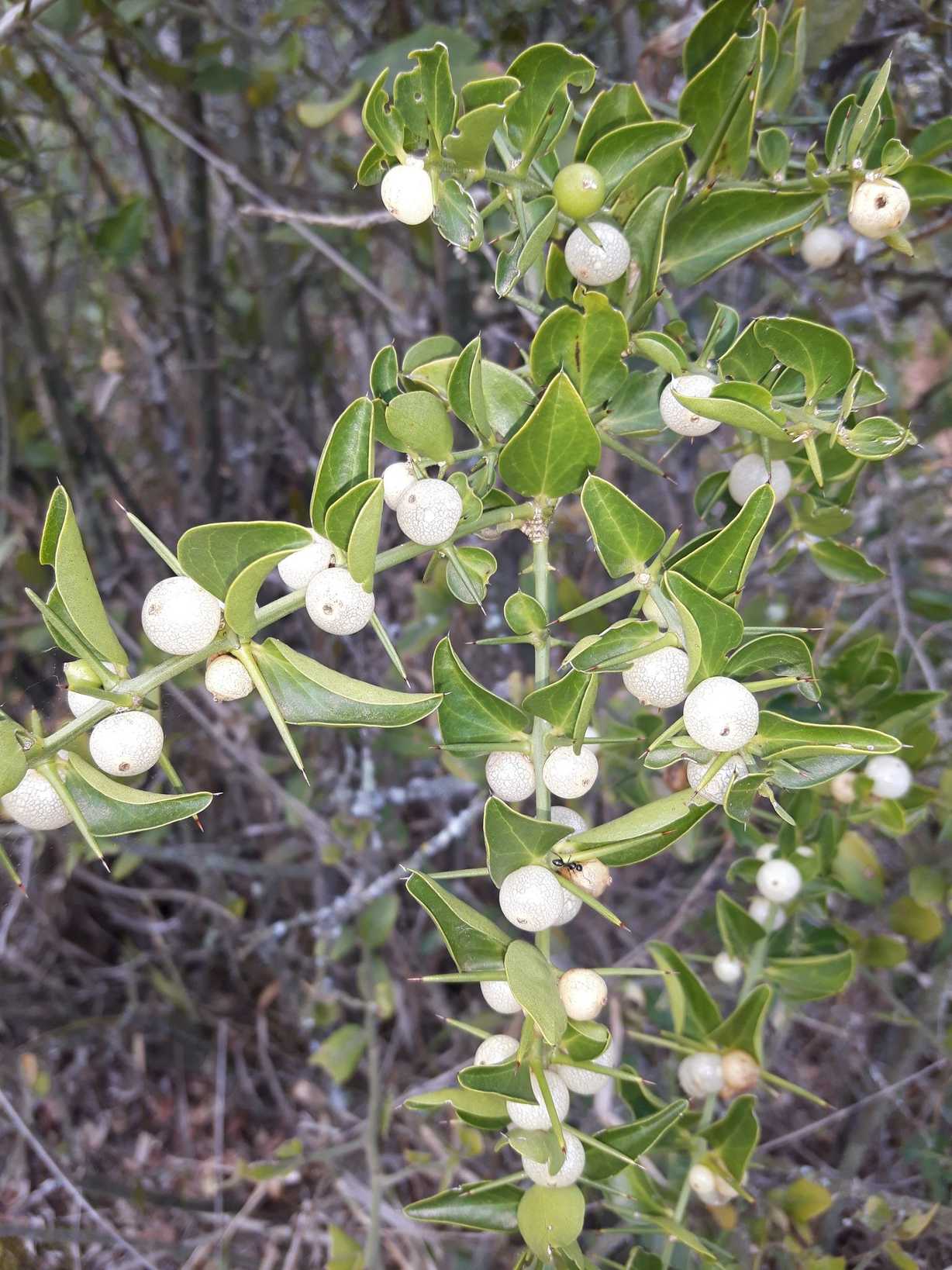 Azima tetracantha