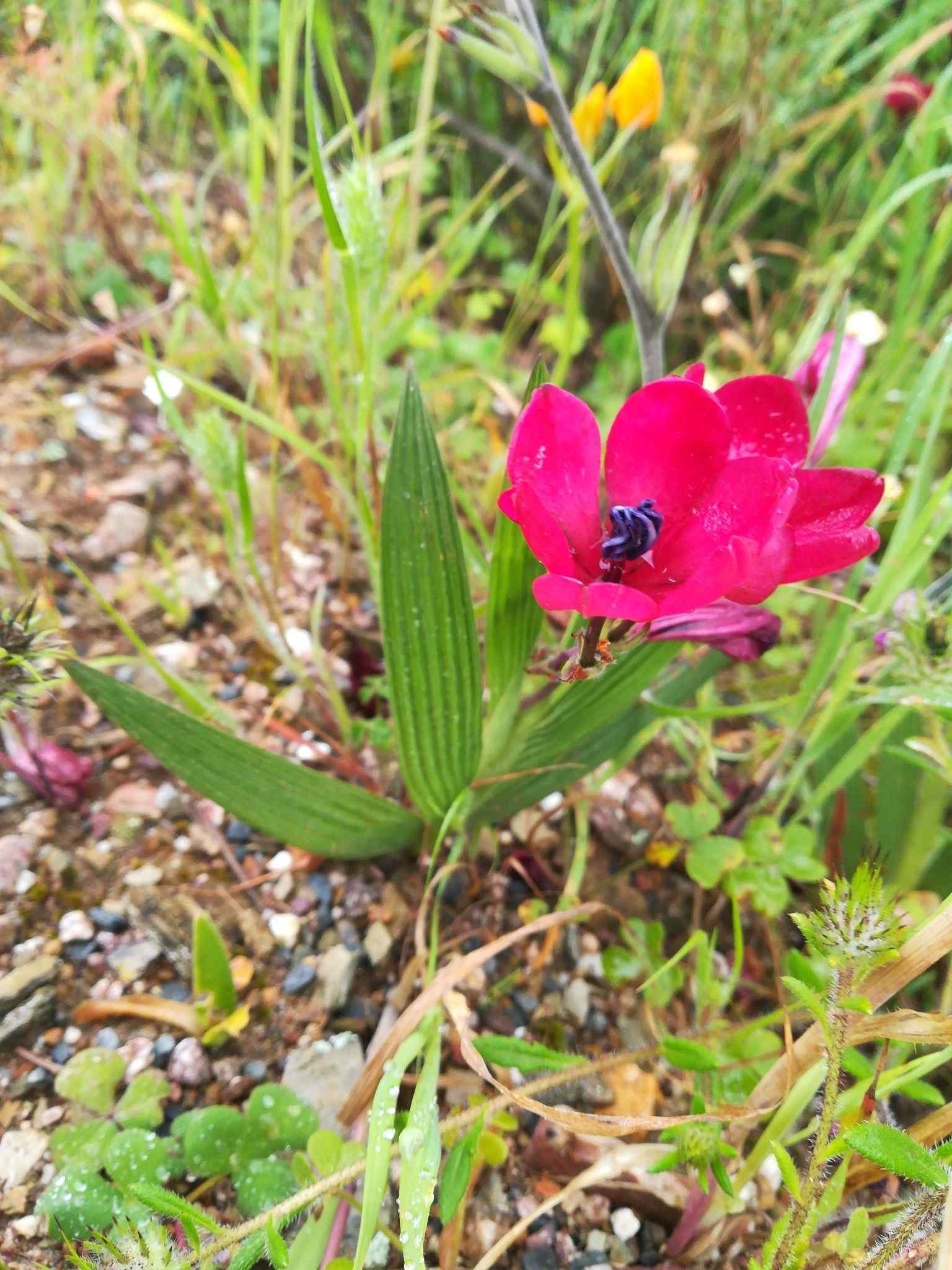 Babiana villosa