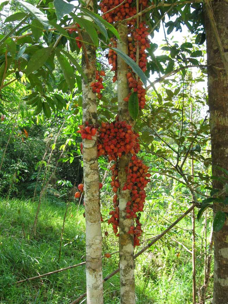 Baccaurea angulata