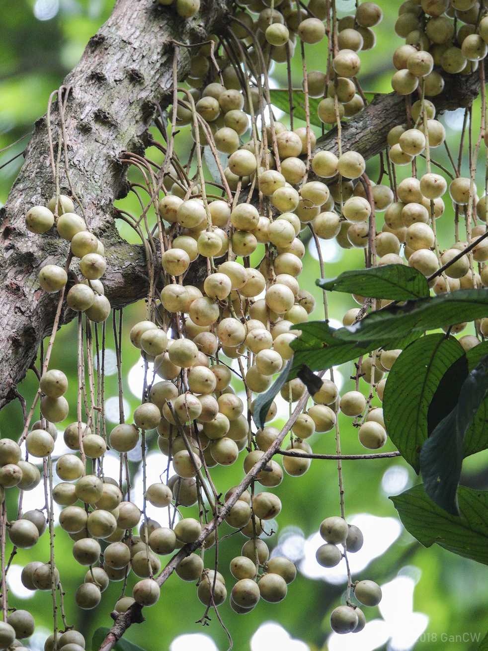Baccaurea motleyana