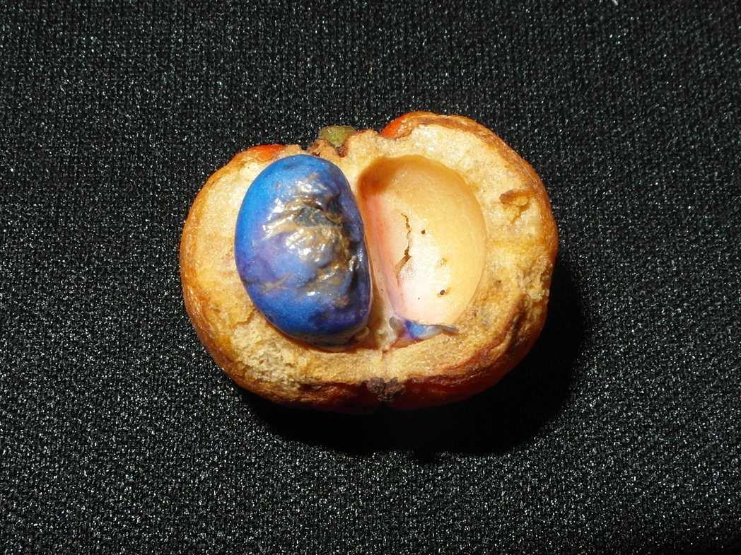Baccaurea racemosa