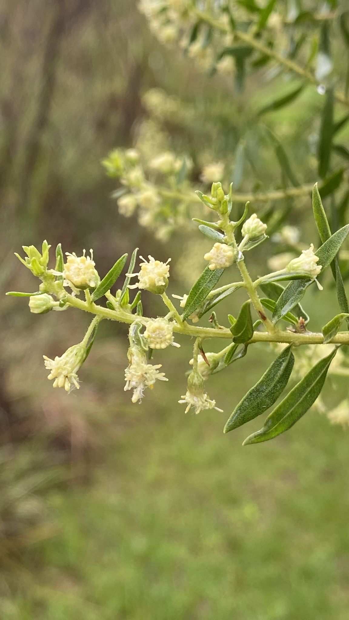 Baccharis dracunculifolia