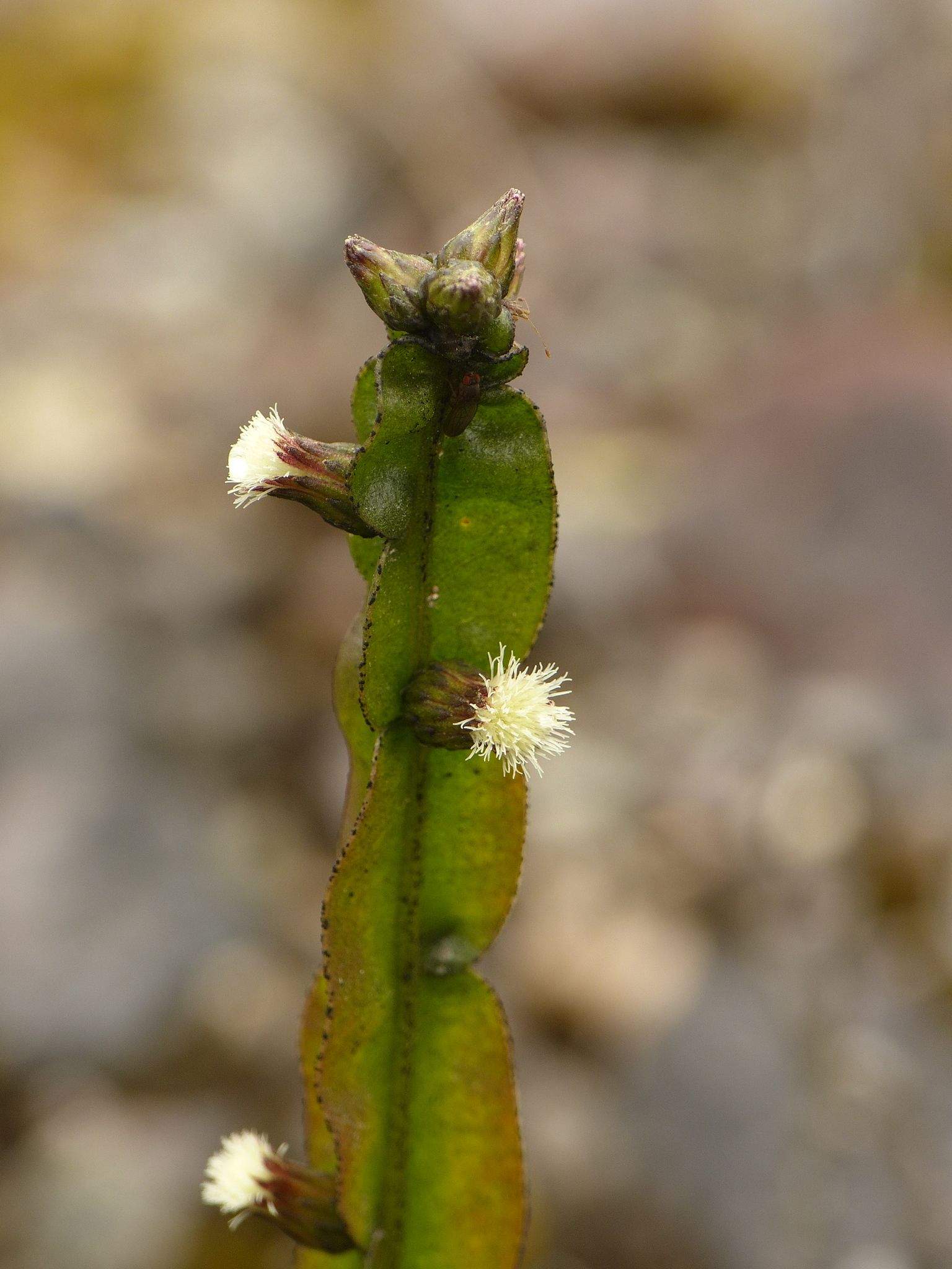 Baccharis genistelloides