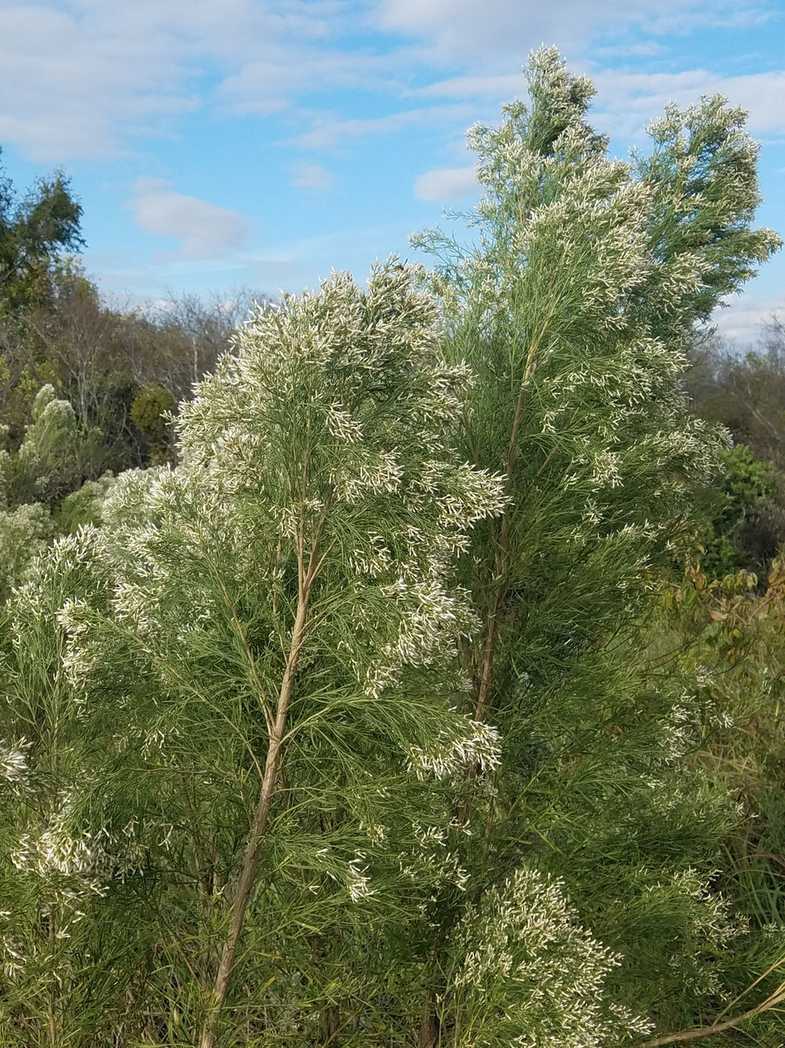 Baccharis neglecta