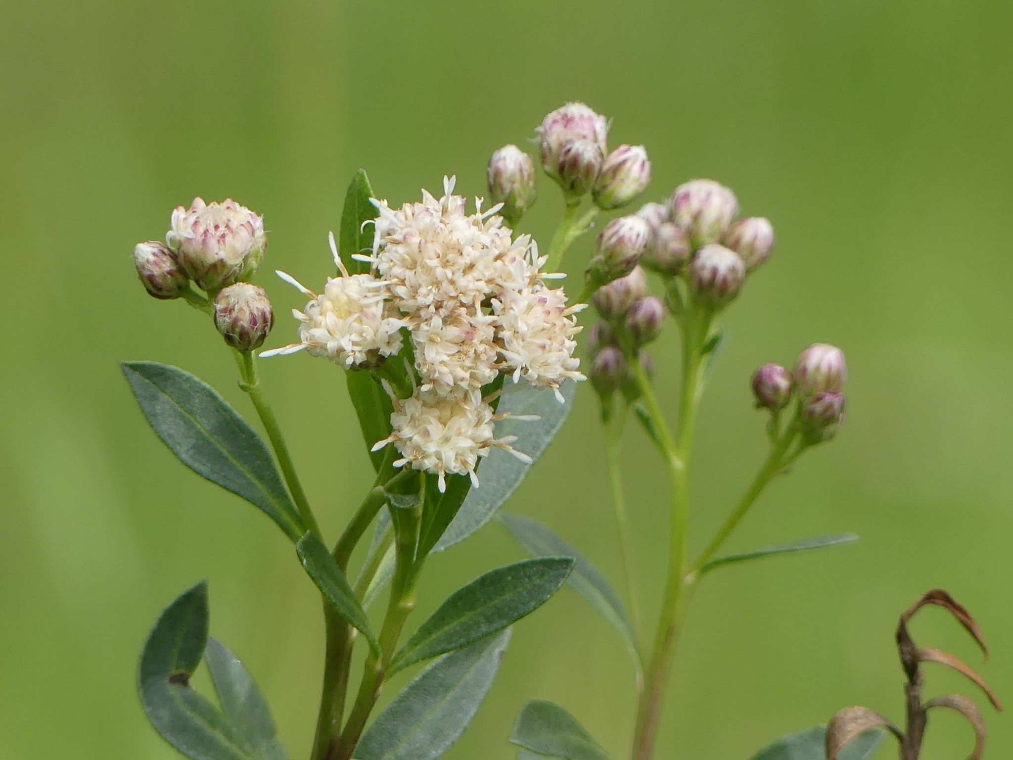 Baccharis salicifolia