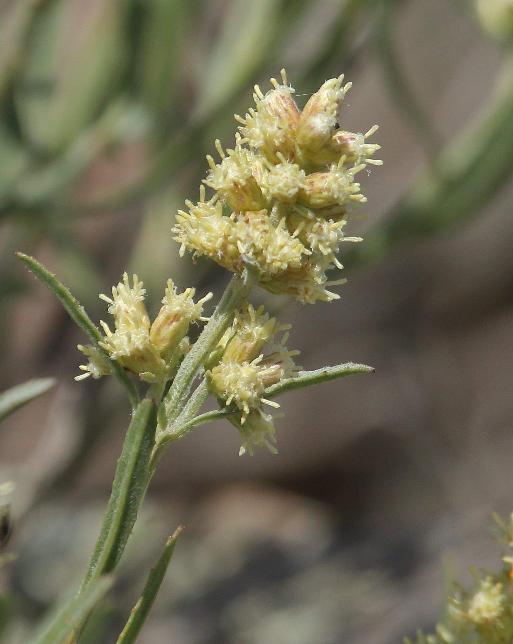 Baccharis sp.