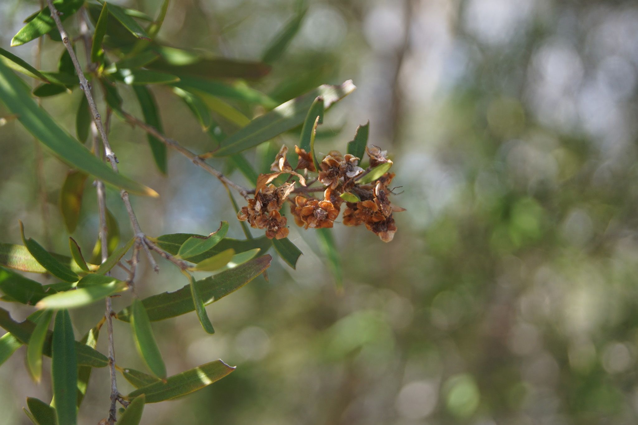 Backhousia angustifolia