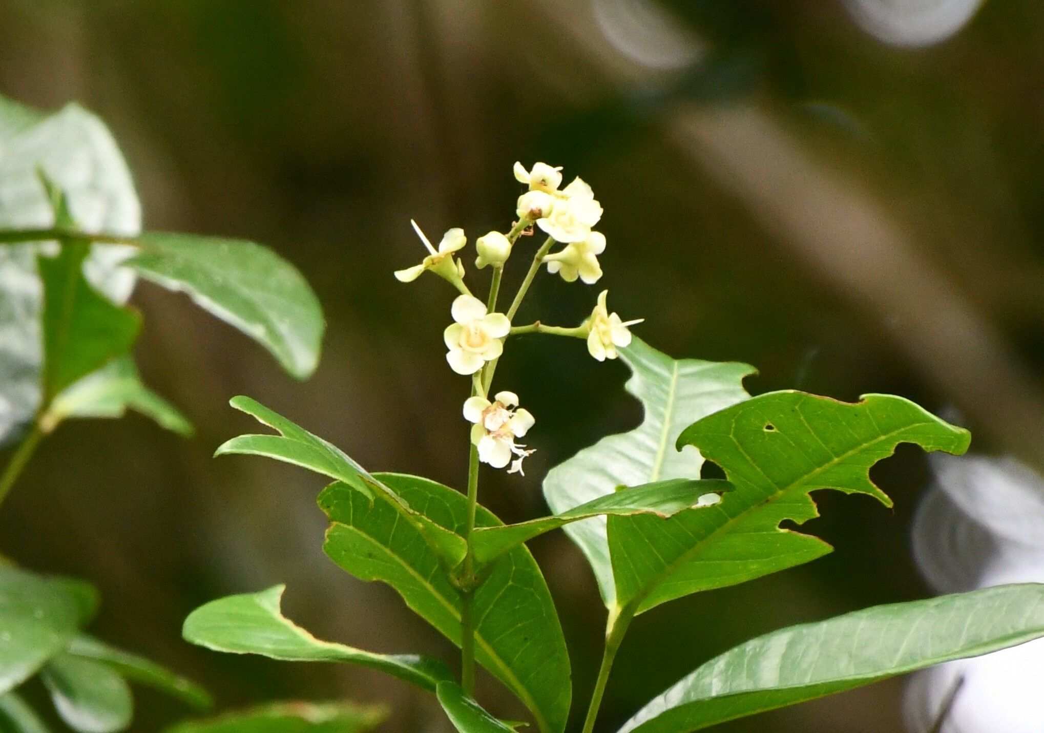 Backhousia bancroftii