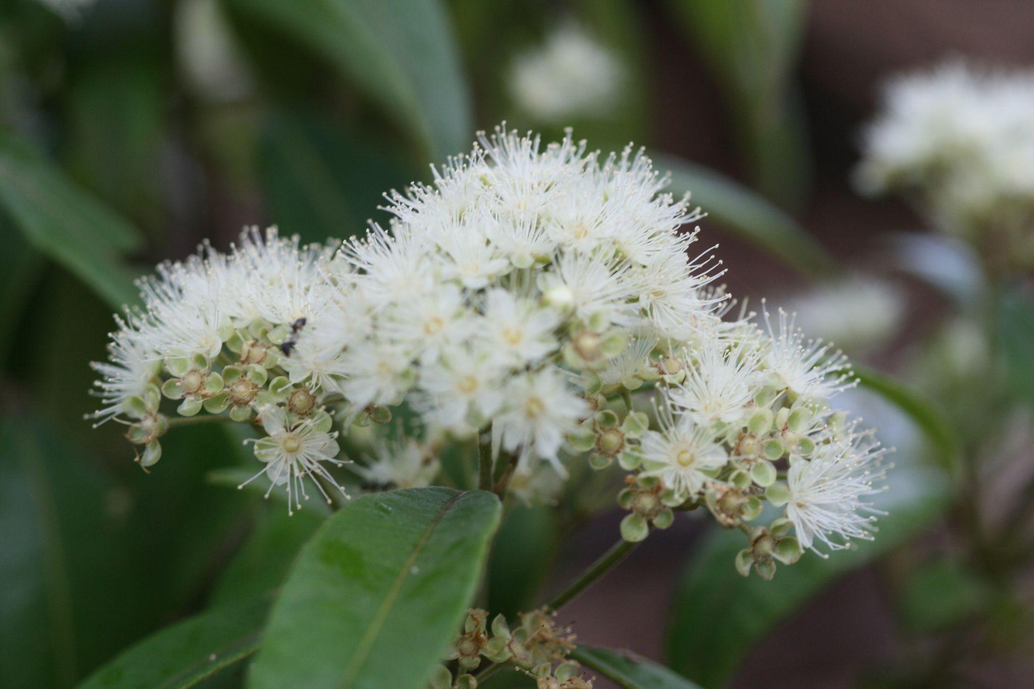 Backhousia citriodora