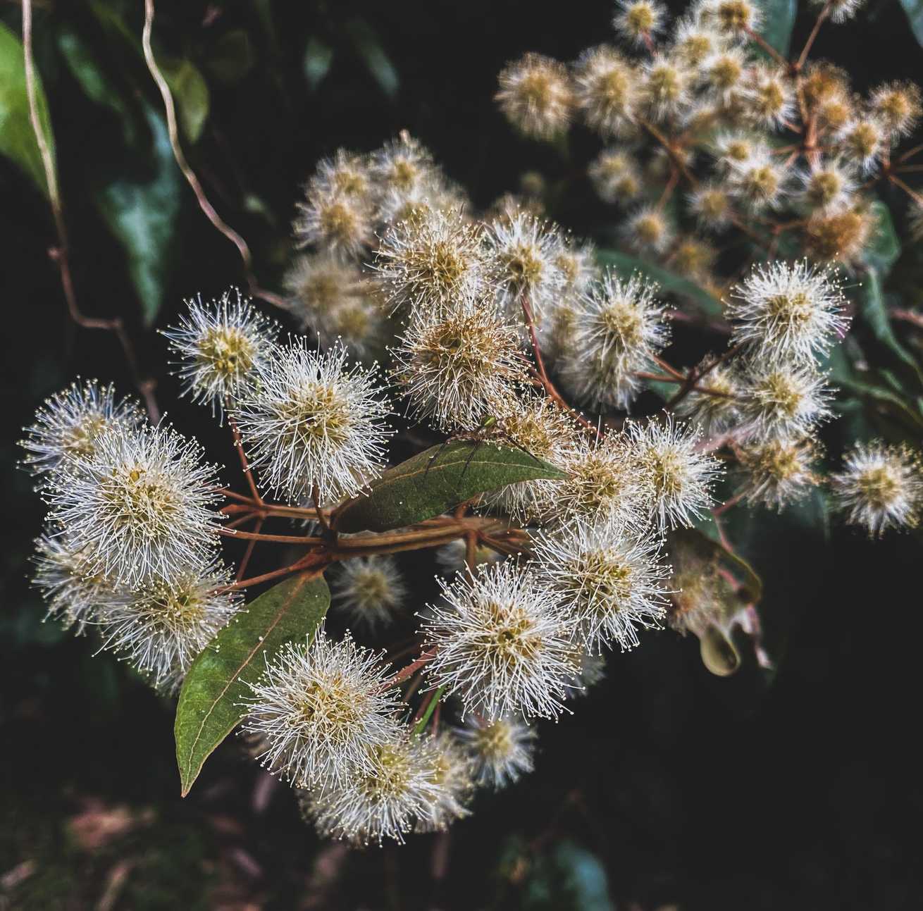 Backhousia leptopetala