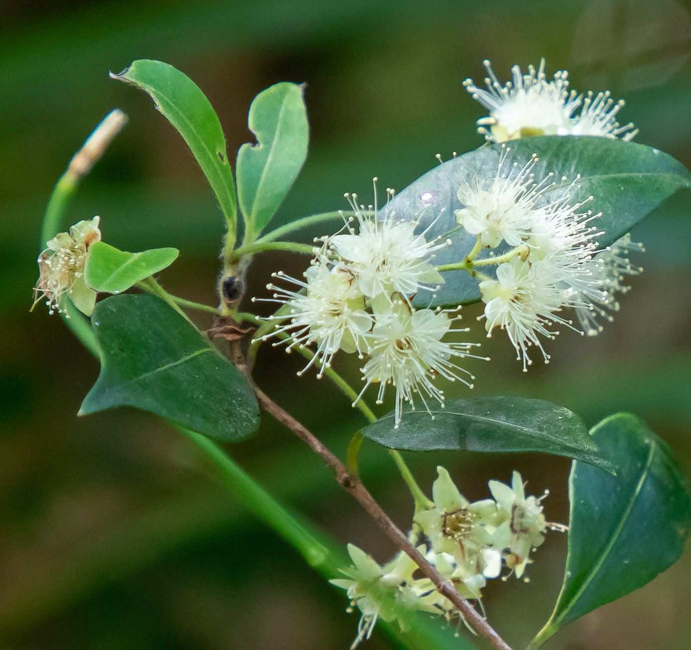 Backhousia myrtifolia