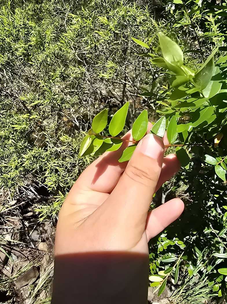 Backhousia oligantha