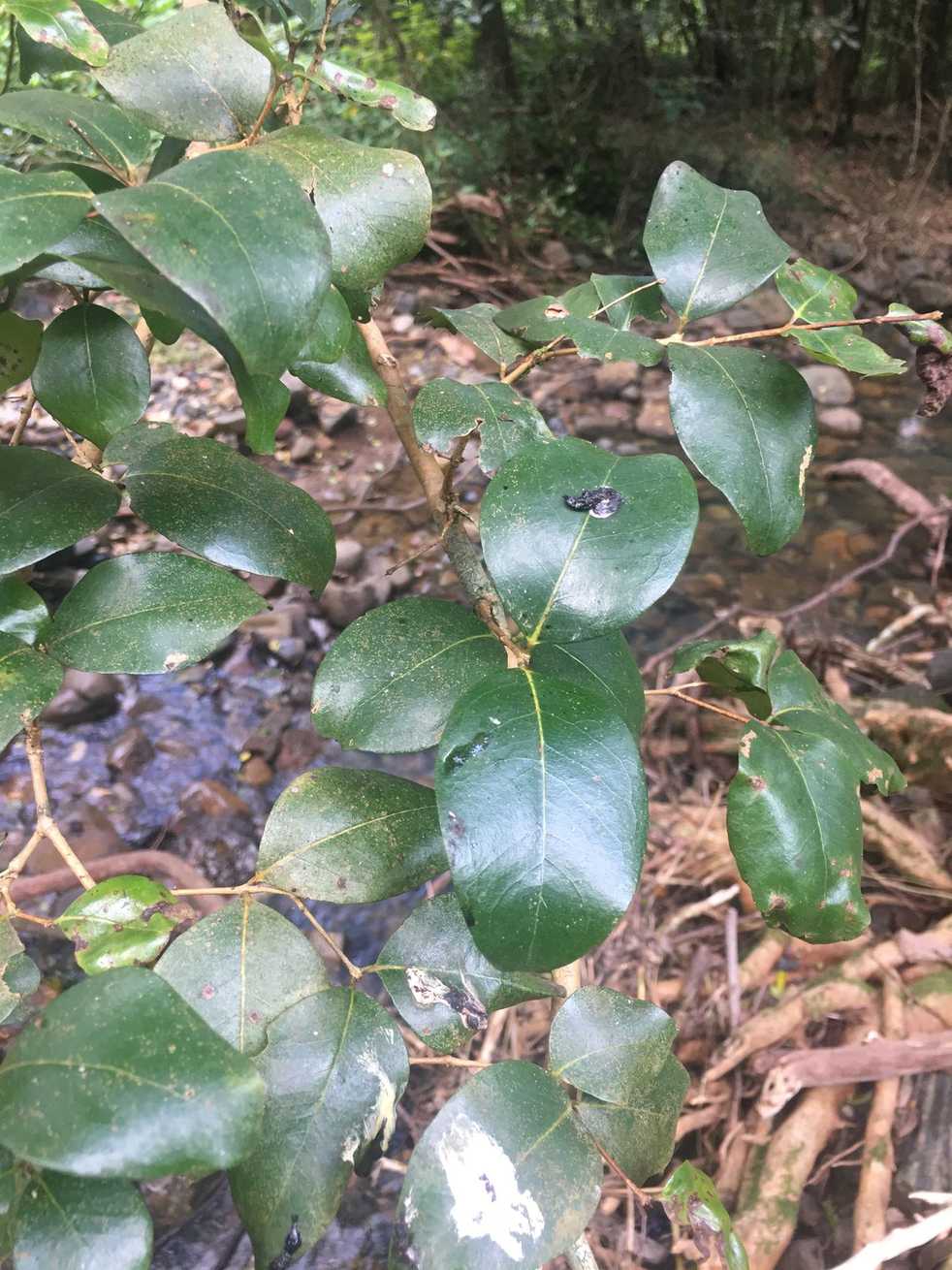 Backhousia sciadophora
