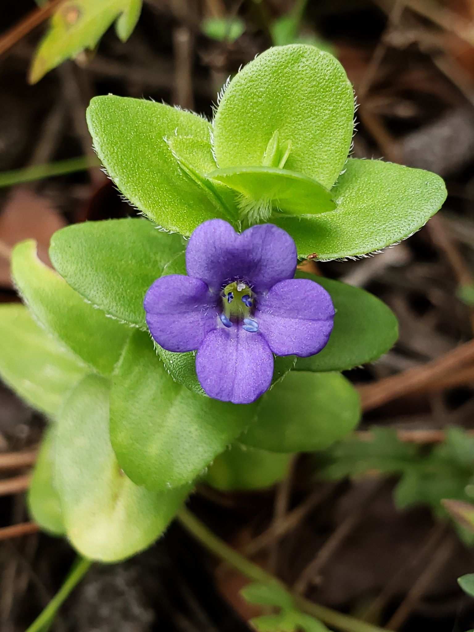Bacopa caroliniana