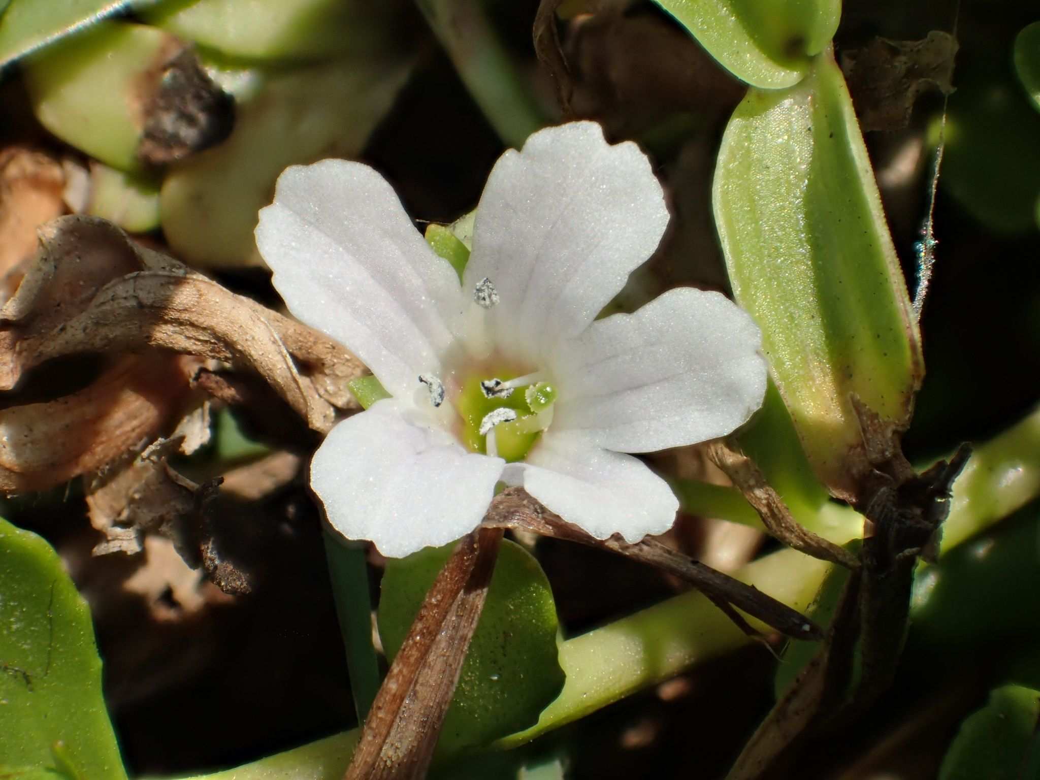 Bacopa monnieri