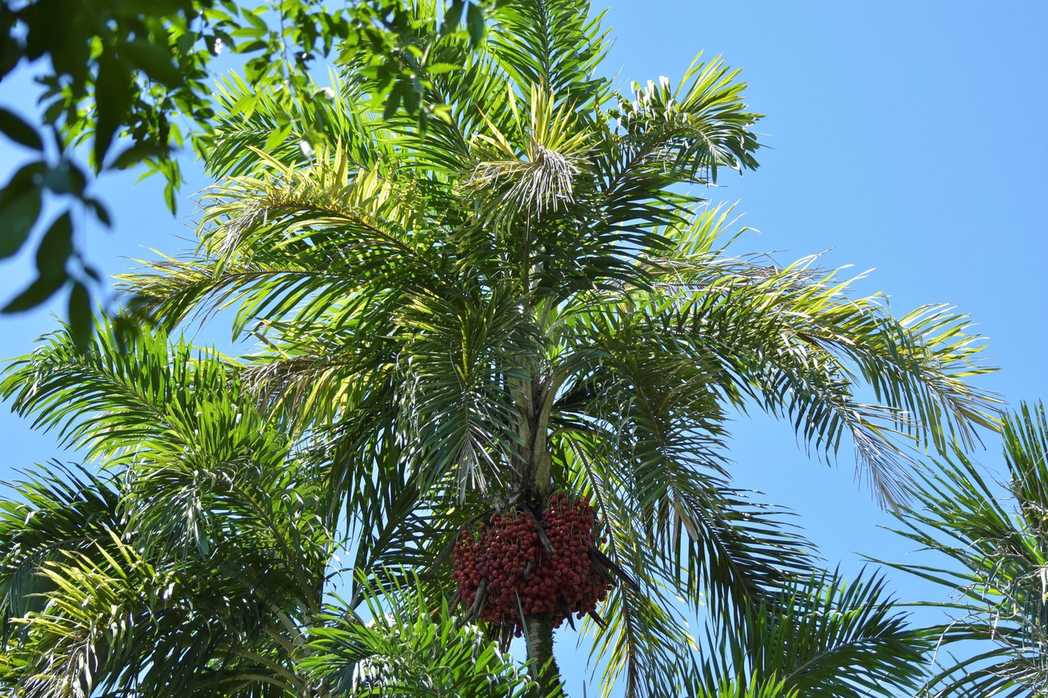 Bactris gasipaes