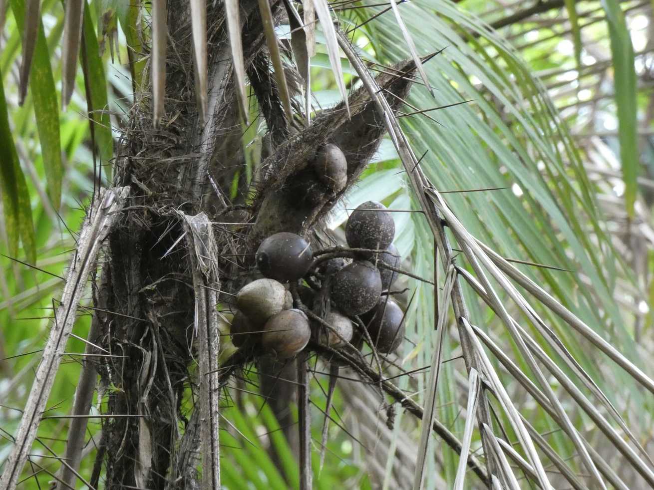 Bactris major