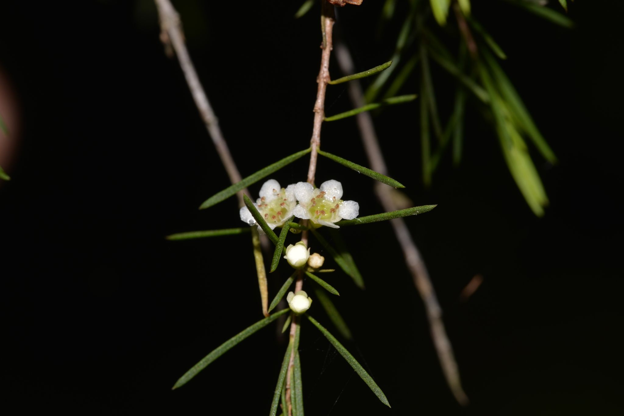 Baeckea linifolia