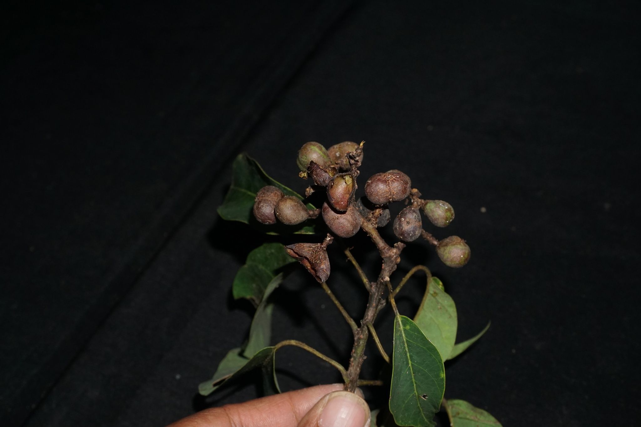 Balakata baccata