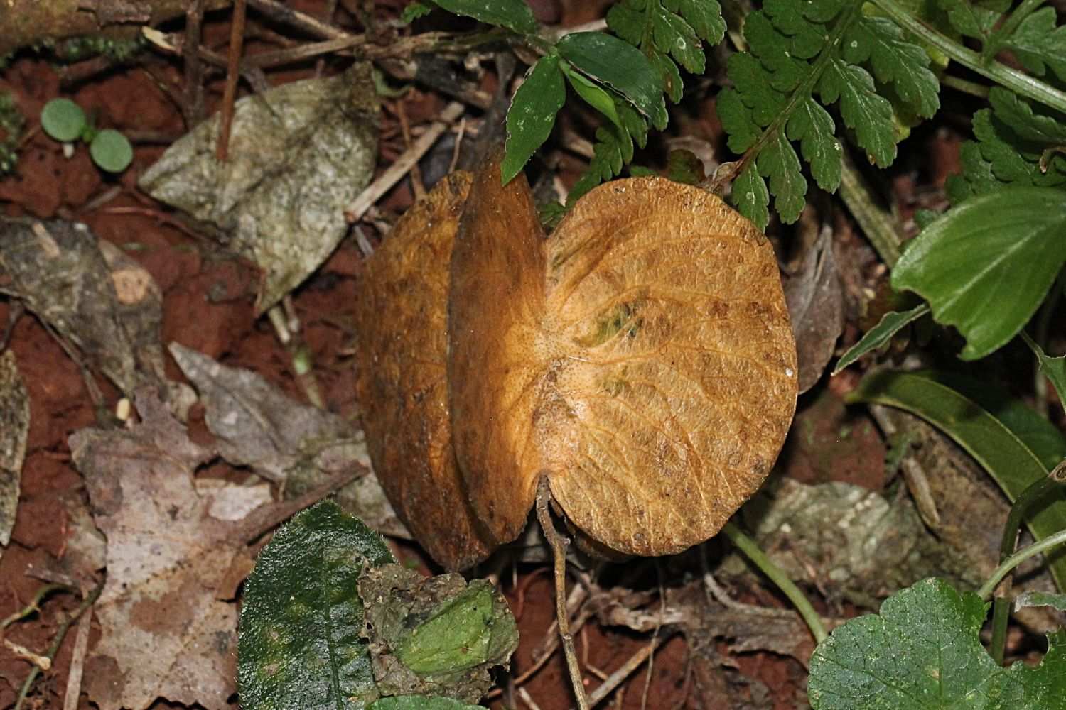 Balfourodendron riedelianum