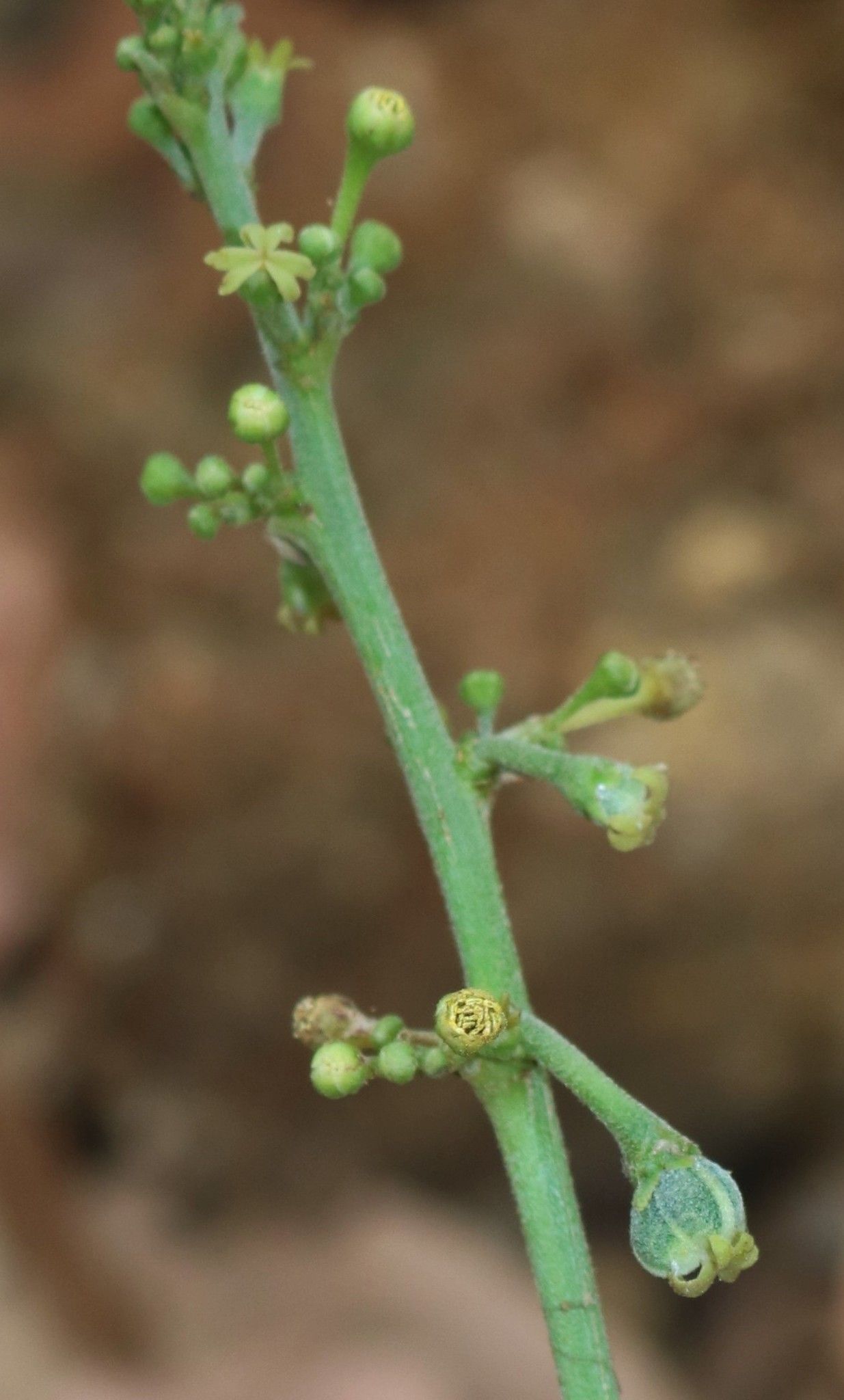 Baliospermum solanifolium