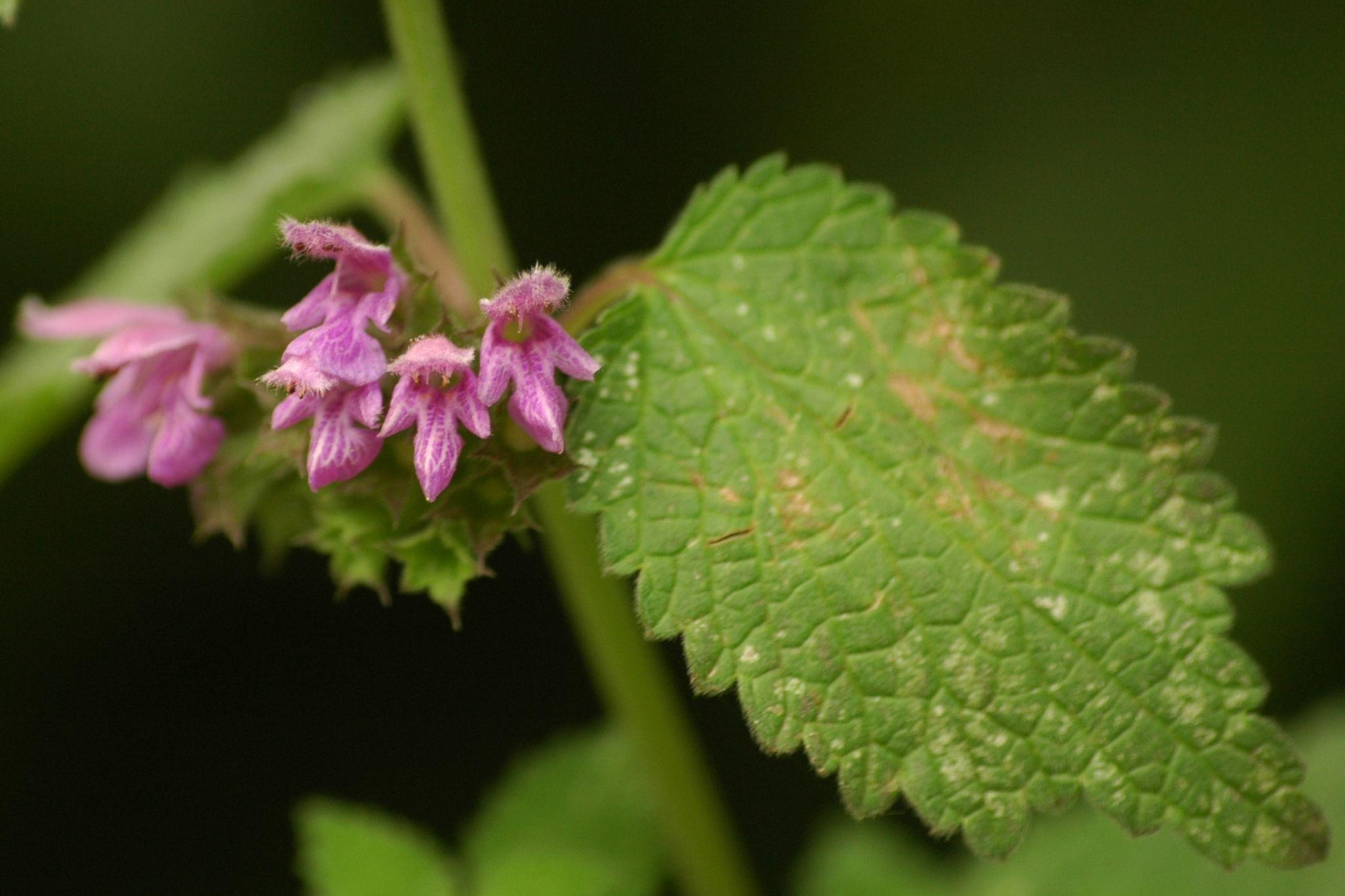Ballota nigra