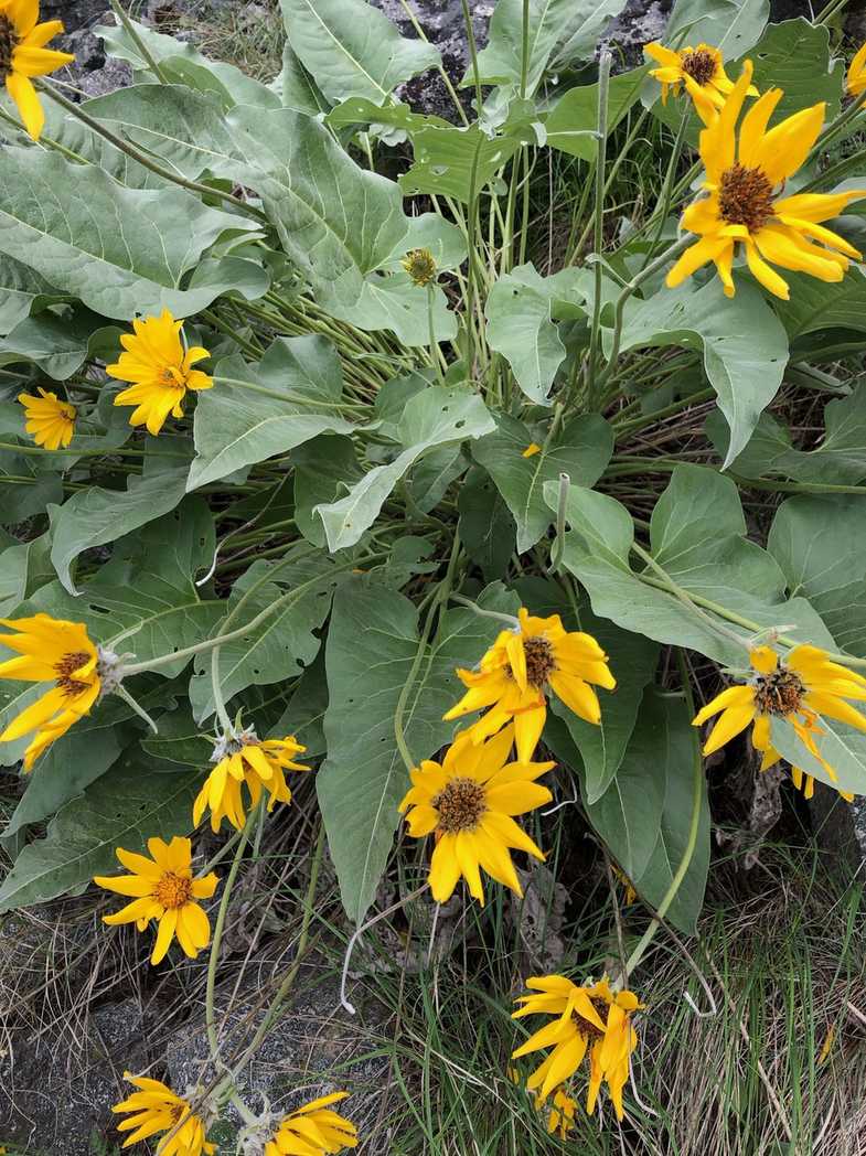 Balsamorhiza sagittata