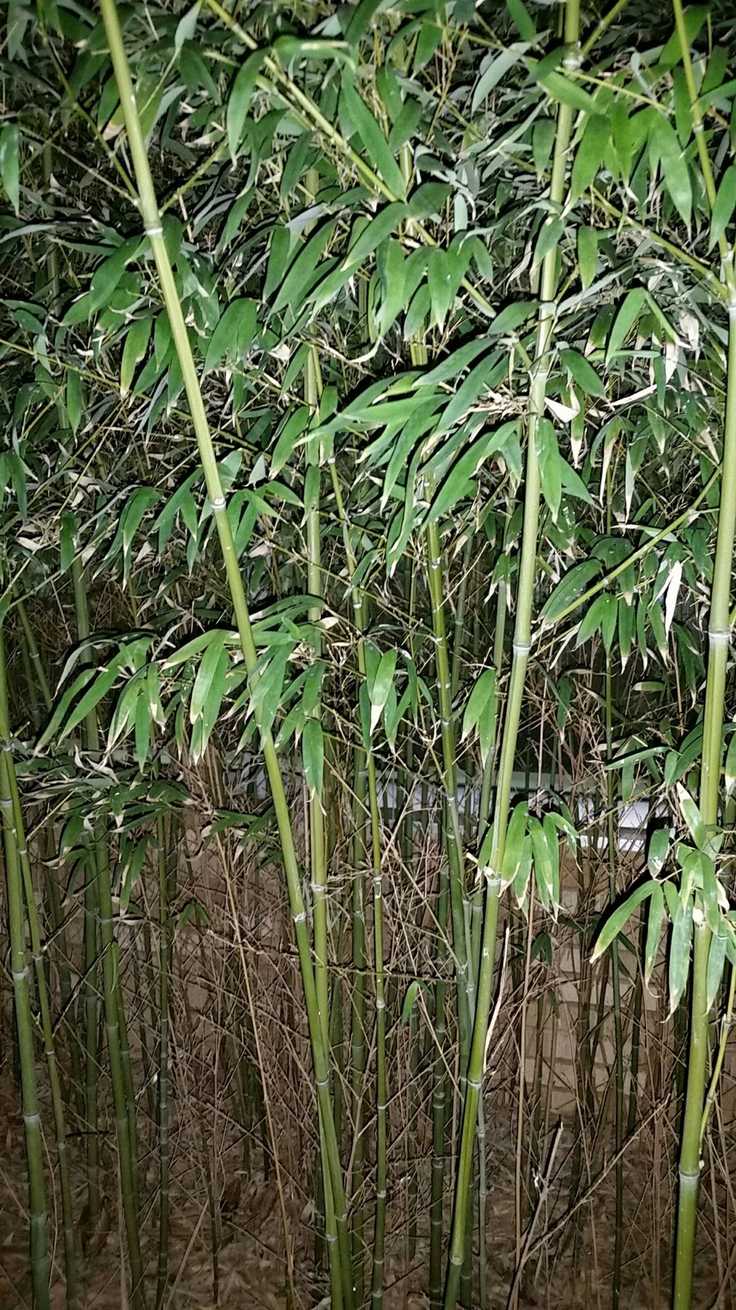 Bambusa textilis