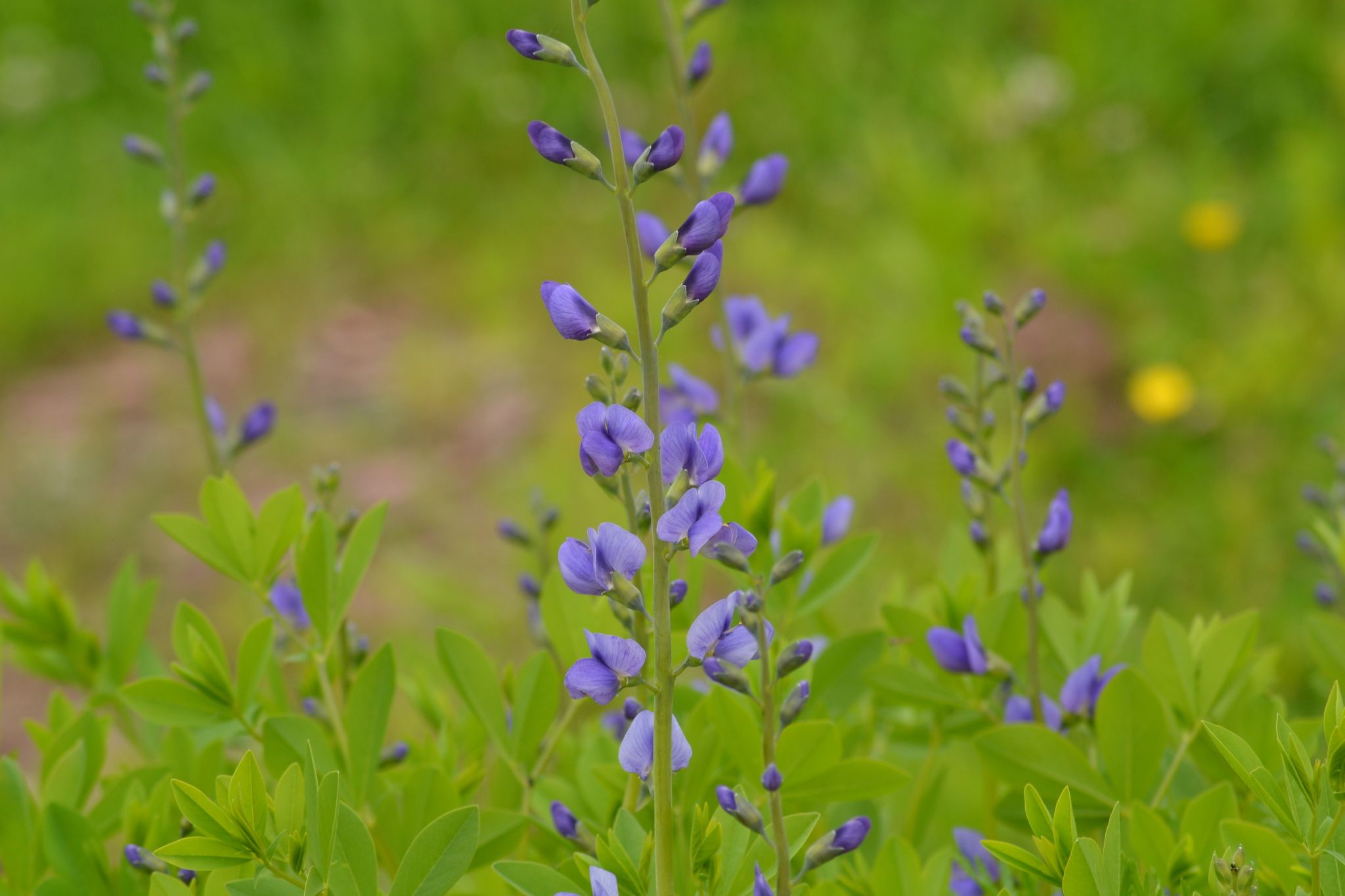 Baptisia australis