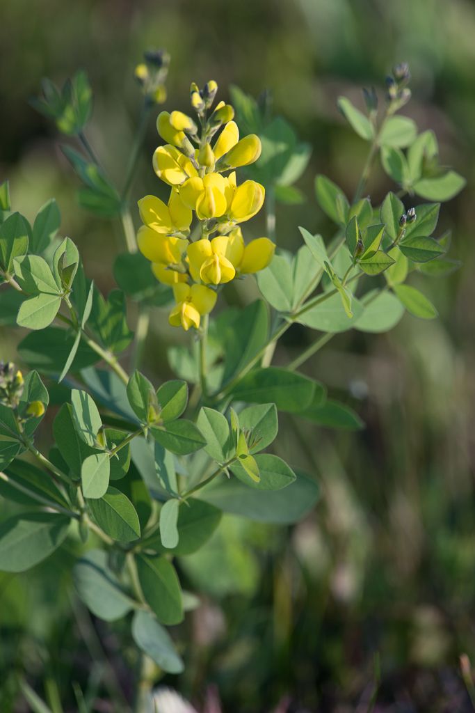 Baptisia sp.