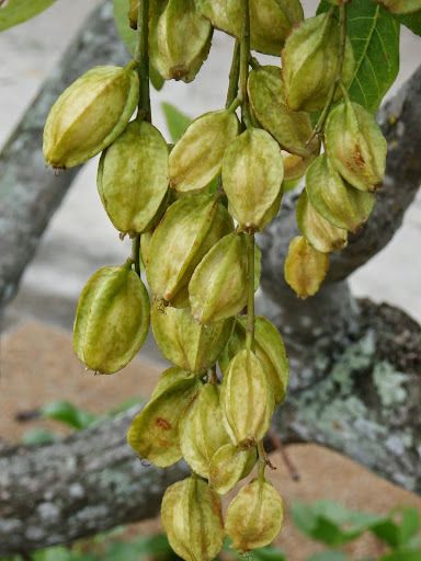 Barringtonia acutangula