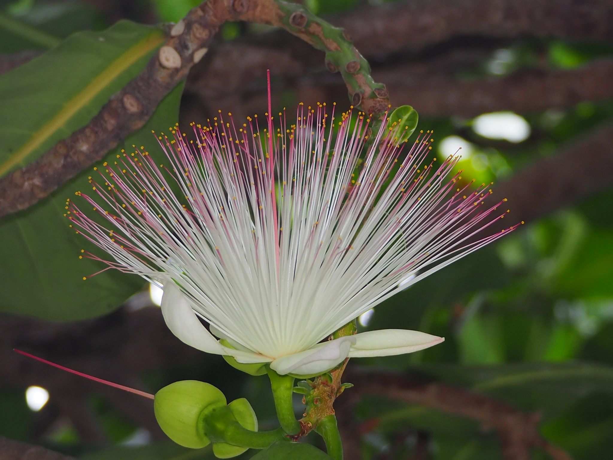Barringtonia asiatica