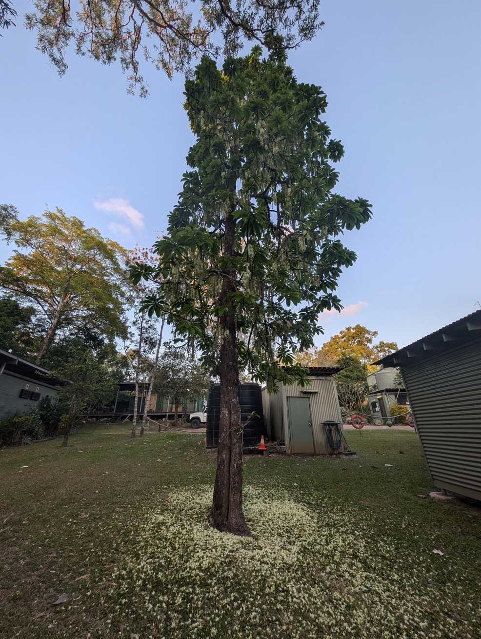 Barringtonia calyptrata