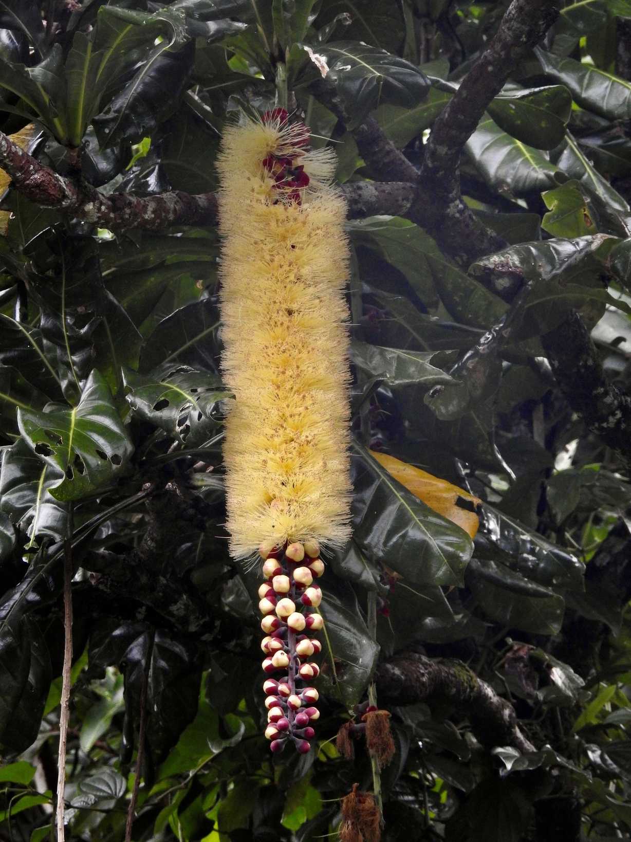 Barringtonia edulis