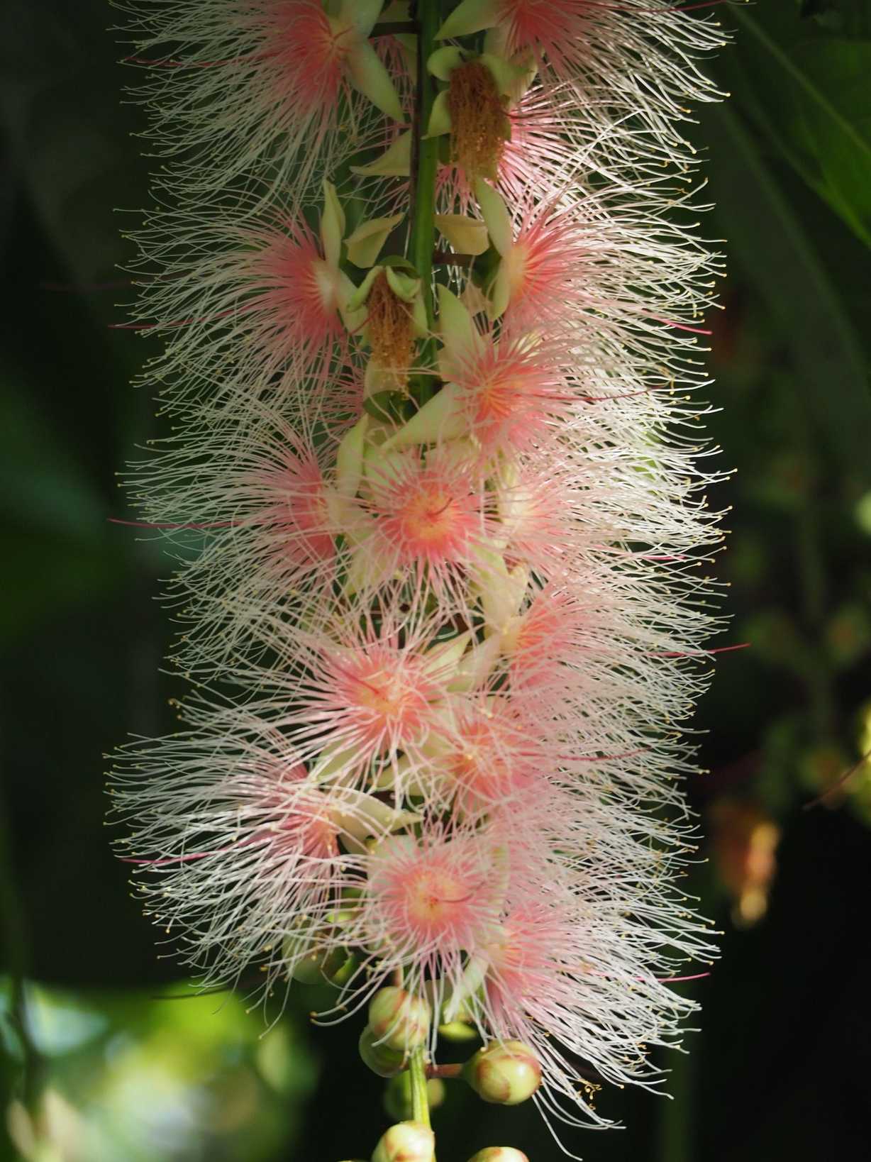 Barringtonia racemosa