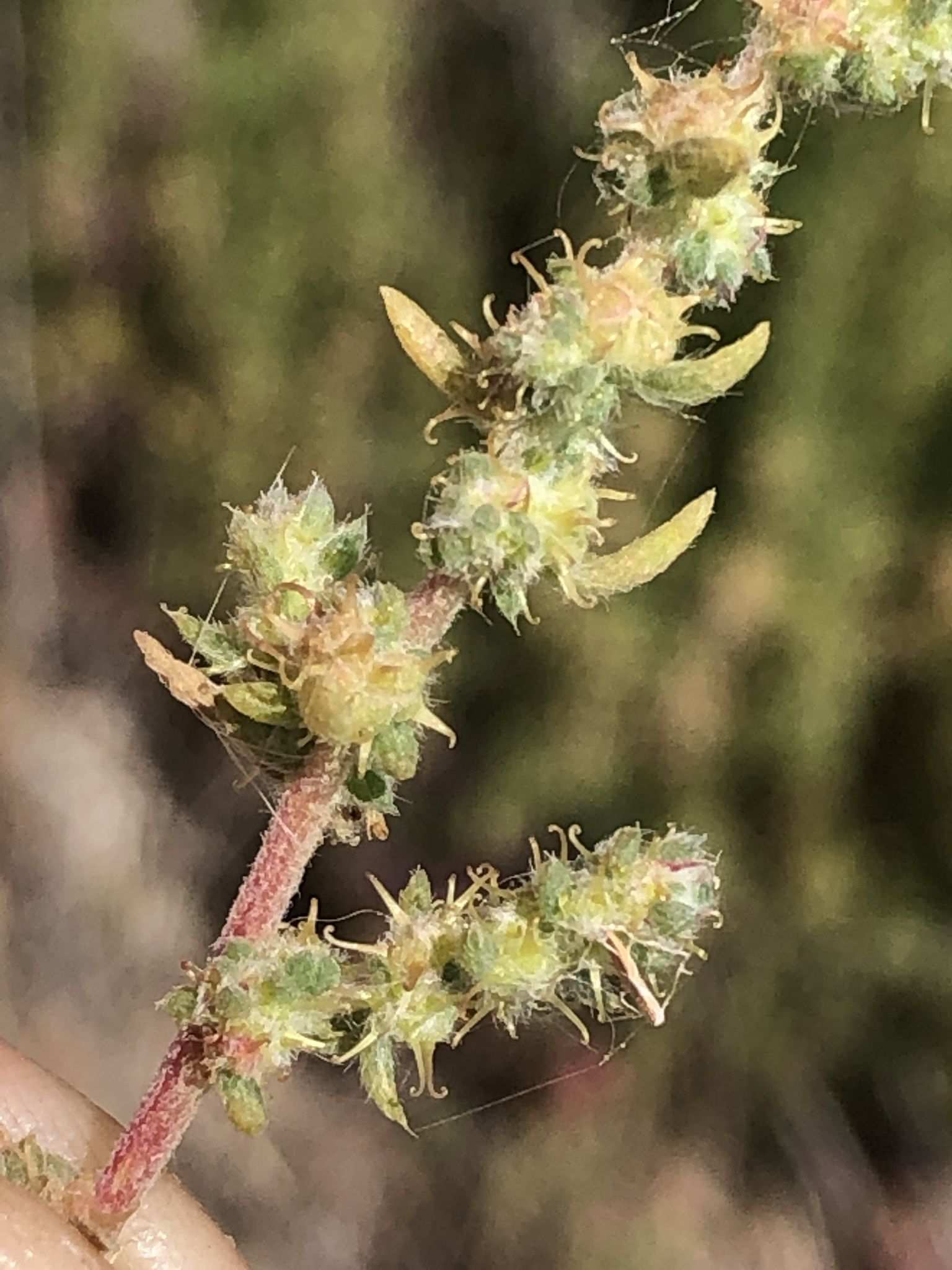 Bassia hyssopifolia