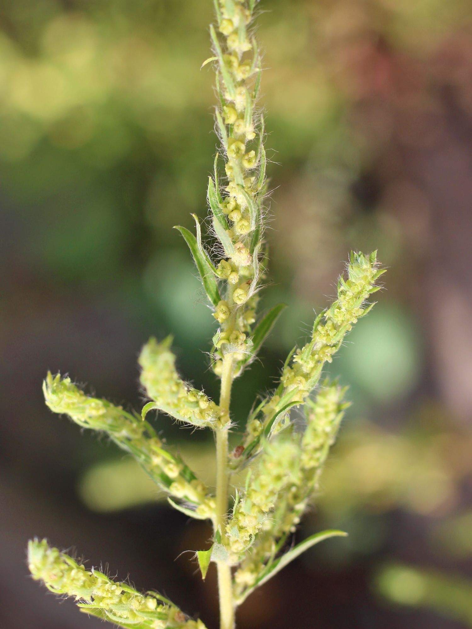 Bassia scoparia