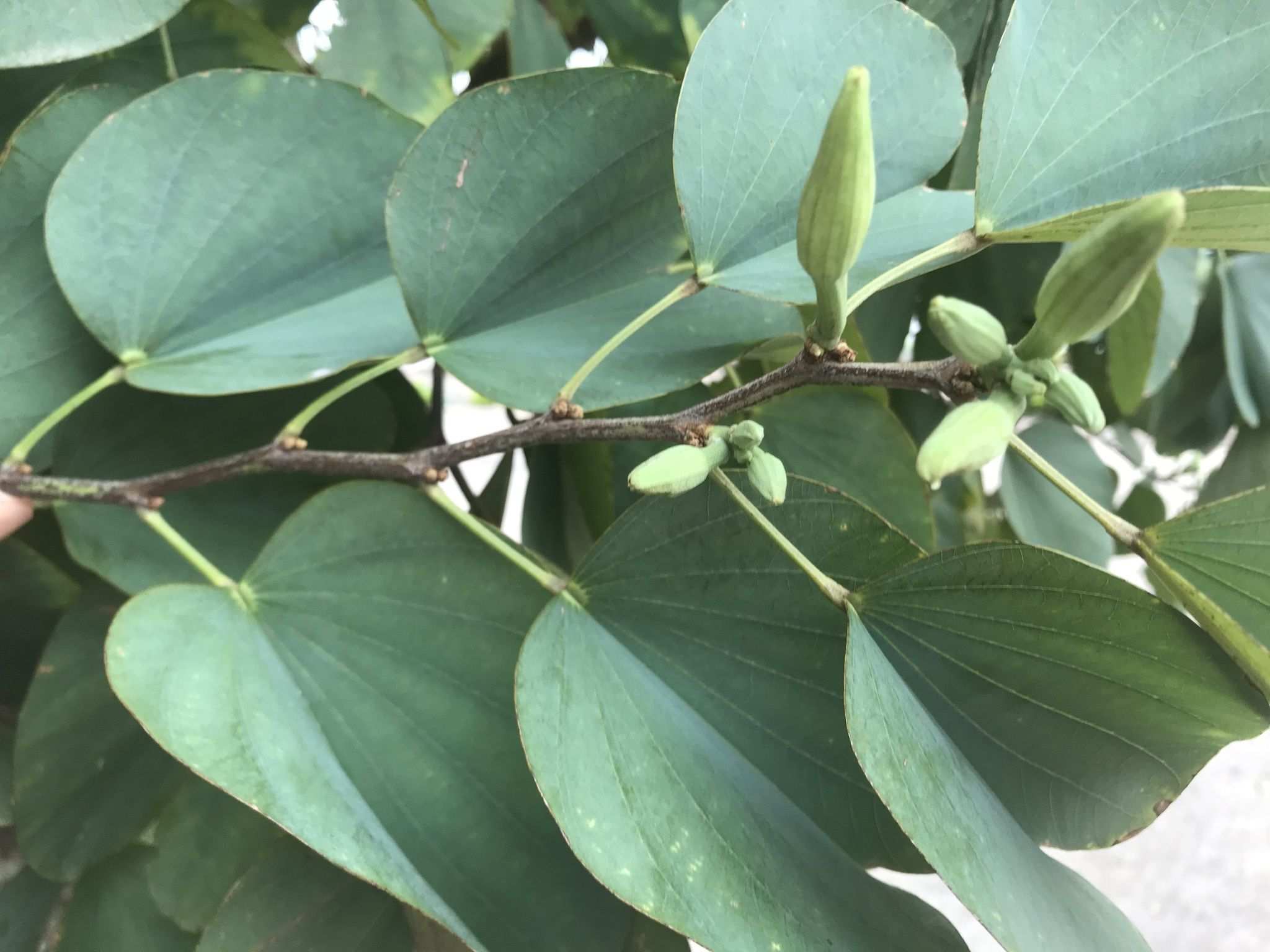 Bauhinia