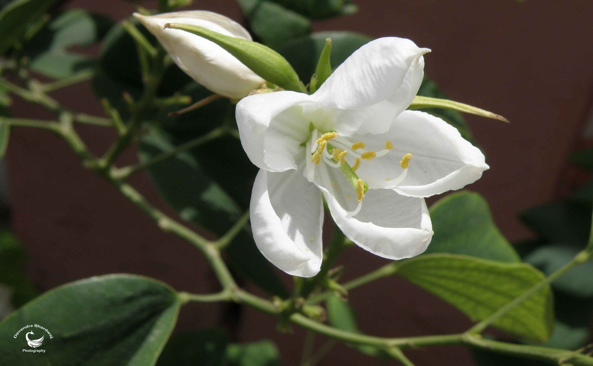 Bauhinia acuminata