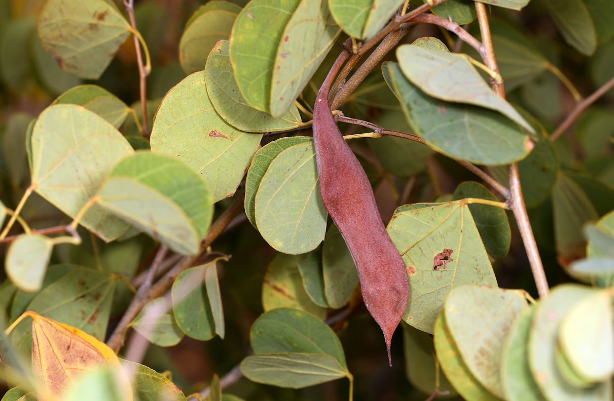 Bauhinia galpinii