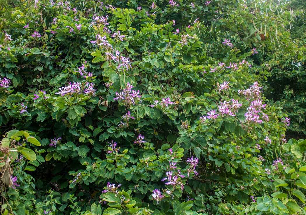 Bauhinia purpurea