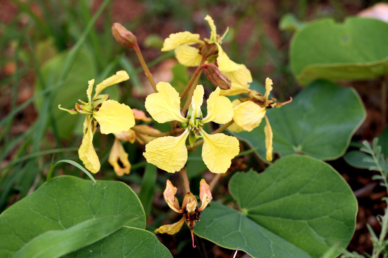 Bauhinia sp.