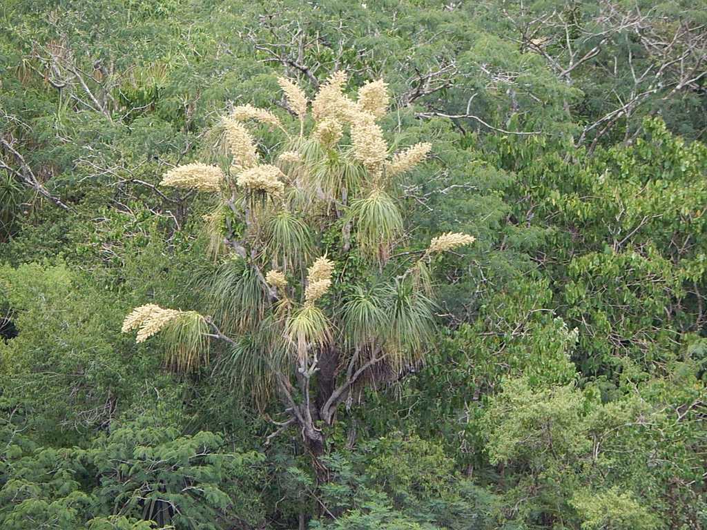 Beaucarnea